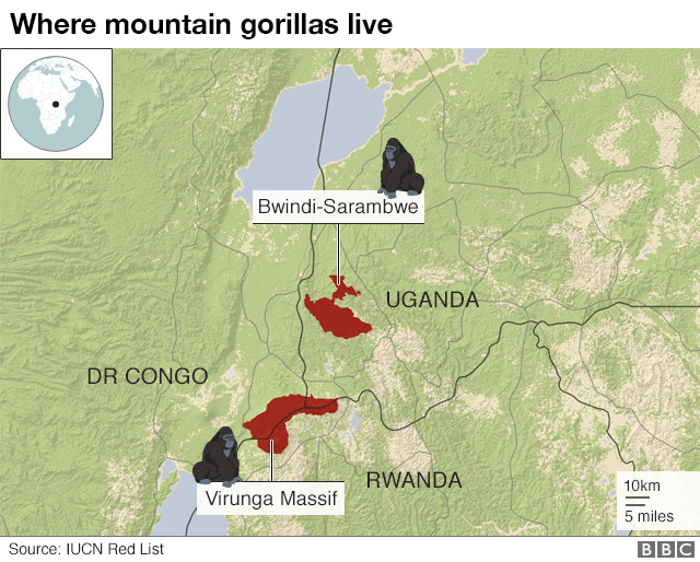 where wild mountain gorilla live take a gorilla trekking safari experience with responsible tourism company