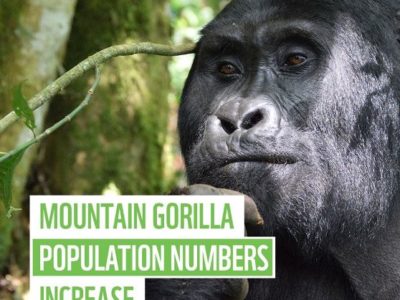 Mountain_gorilla_population_numbers_have_increased_to_459_individuals_in_the_Bwindi_Sarambwe_ecosystem_by_twitter_WWFScotland