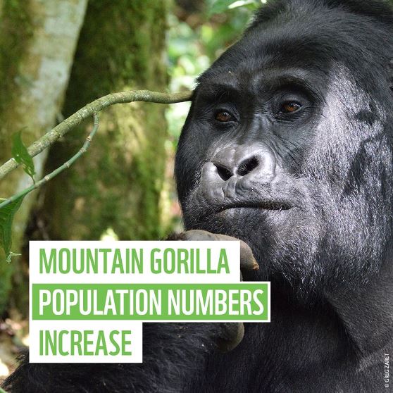 Mountain_gorilla_population_numbers_have_increased_to_459_individuals_in_the_Bwindi_Sarambwe_ecosystem_by_twitter_WWFScotland