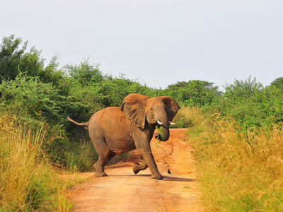 Murchison Falls National Park Bull Elephant Photo Credit: UWA