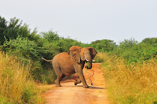 Murchison Falls National Park Bull Elephant Photo Credit: UWA