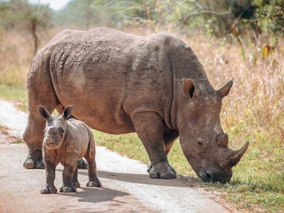 A photograph of an adult rhino and its young one taken during a safari tour in Ziwa Rhino Sanctuary in Nakasongola district.