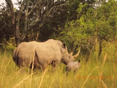 New baby rhino and Kori one of the oldest female rhinos Uganda Ziwa Rhino Sanctuary