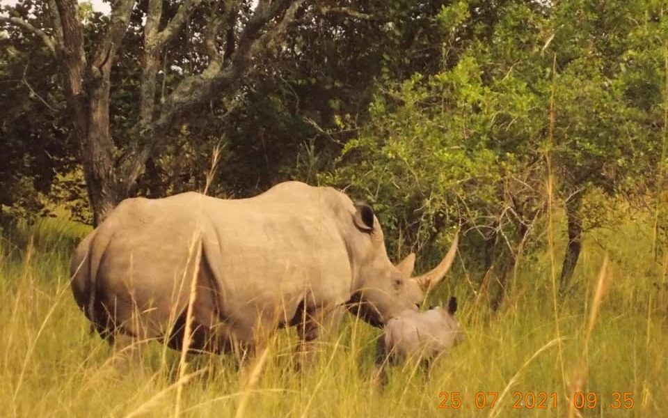 New baby rhino and Kori one of the oldest female rhinos Uganda Ziwa Rhino Sanctuary