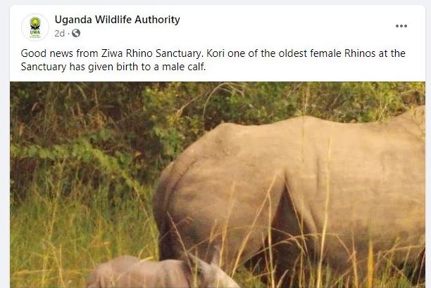 New baby rhino born at Ziwa Rhino Santuary is the latest addition to the number of Southern White Rhinos in the sanctuary
