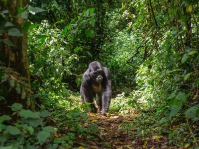 Bwindi Gorilla National Park in Uganda Named Best National Park in the World by TourScanner website.jpg