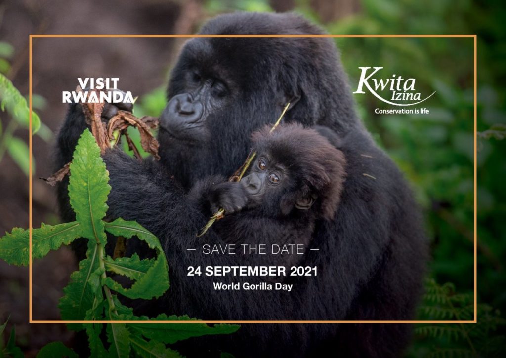 Rwanda Development Board announces the 17th edition of Kwita izina ceremony will take place on 24 September 2021 on World Gorilla Day