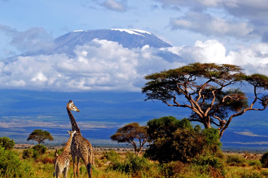 Two Giraffes and Mount Kilimanjaro in Tanzania by GateHolidays