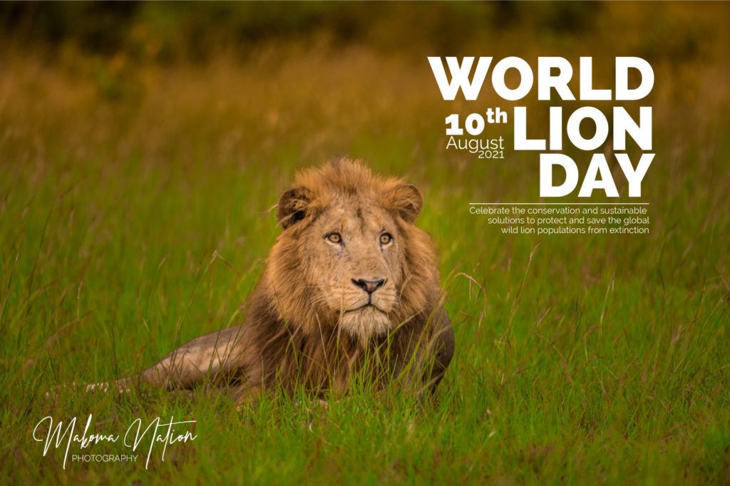 World Lion Day 2021 Makoma Nations Photography