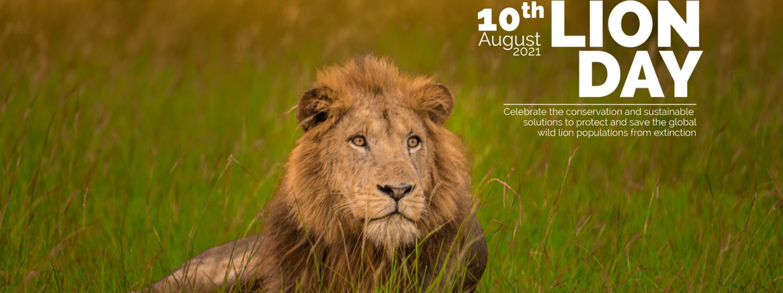 World Lion Day 2021 Makoma Nations Photography