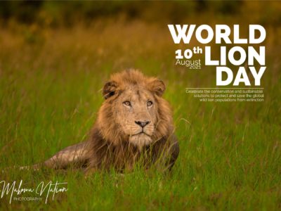 World Lion Day 2021 Makoma Nations Photography