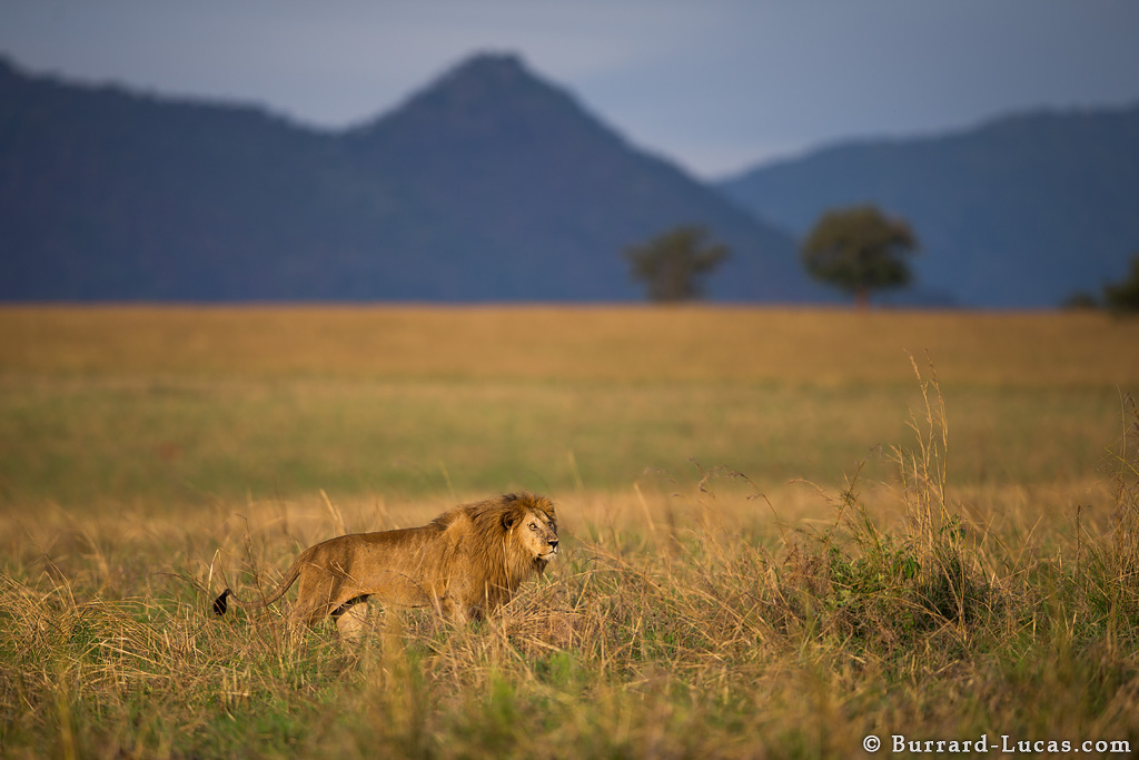 A lion in grass Kidepo Valley National Park, Uganda. Photography by Burrard Lucas