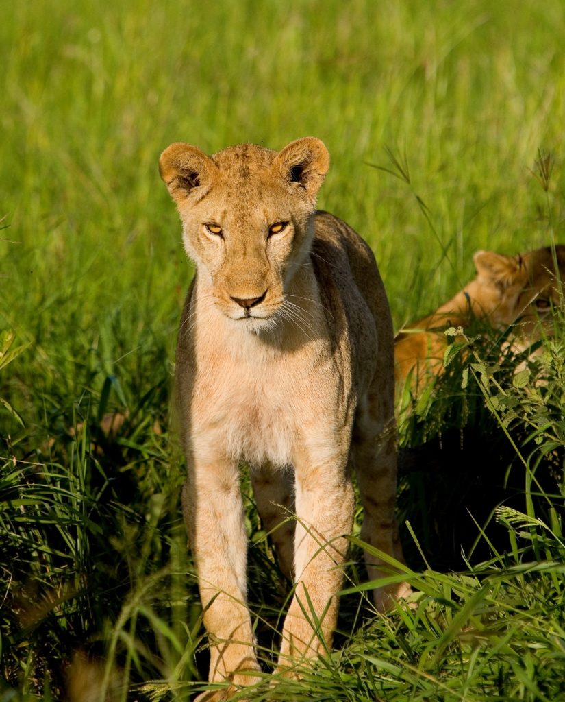 Head to Uganda for a chance to catch a glimpse of tree wild lions on the open Murchison Falls savannah plains 