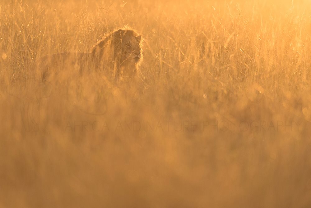 male lion sighting queen elizabeth national park ishasha wildernes camp