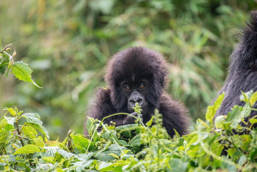 mountain gorilla baby from Sabyinyo family Volcanoes National Park Rwanda