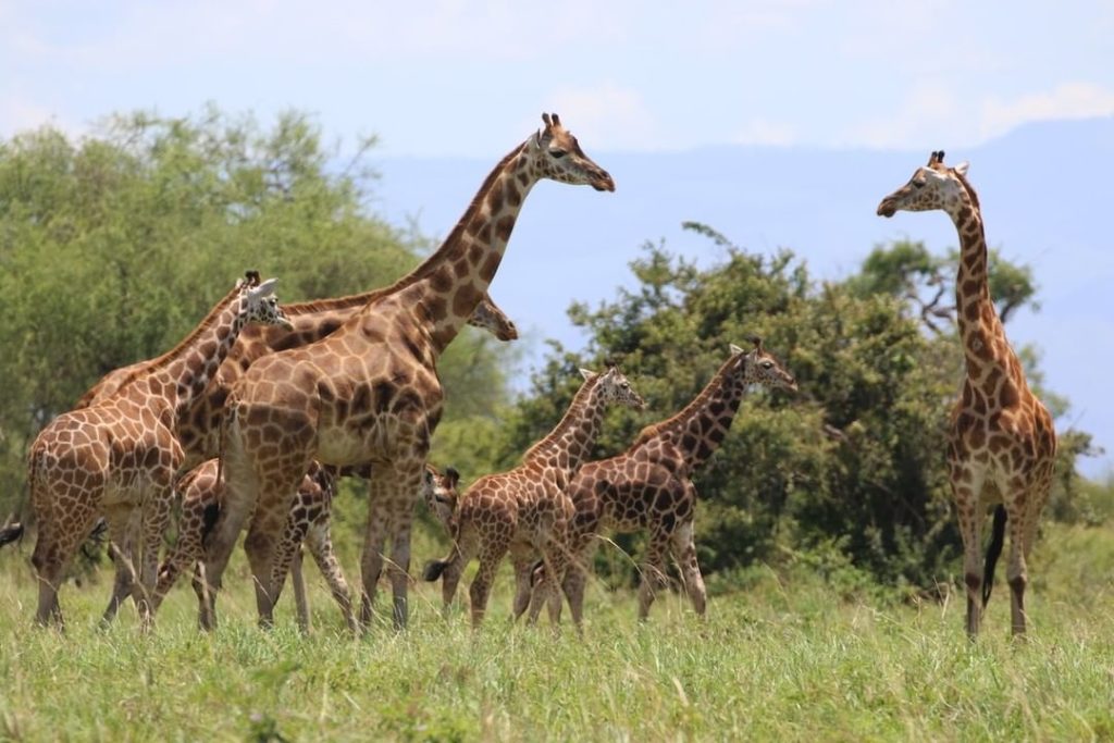 14 critically endangered Nubian giraffe translocated from Murchison Falls to Kidepo Valley National Park in Uganda by Giraffe Conservation Foundation GCF