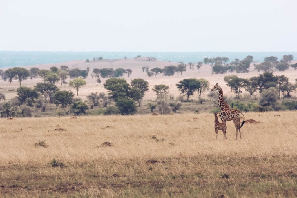 Nubian giraffe and baby see in Kidepo Valley National Park Uganda by GCF