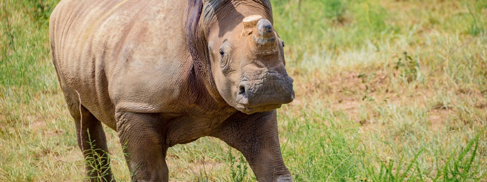 Rwanda Introduce 30 Wild White Rhinos to Akagera National Park
