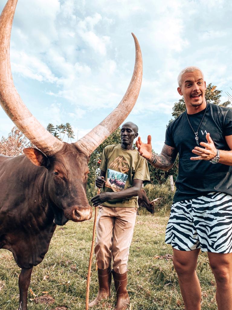 Ankole Long Horned cows Emburara Farm Lodge Uganda