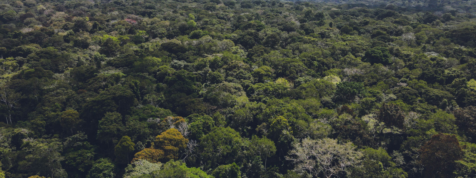 Aerial view of the Bugoma Forest Reserve in the Bunyoro Sub-region in Western Uganda
