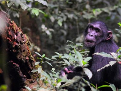Uganda Chimpanzee at Bugoma Forest Central Reserve Hoima