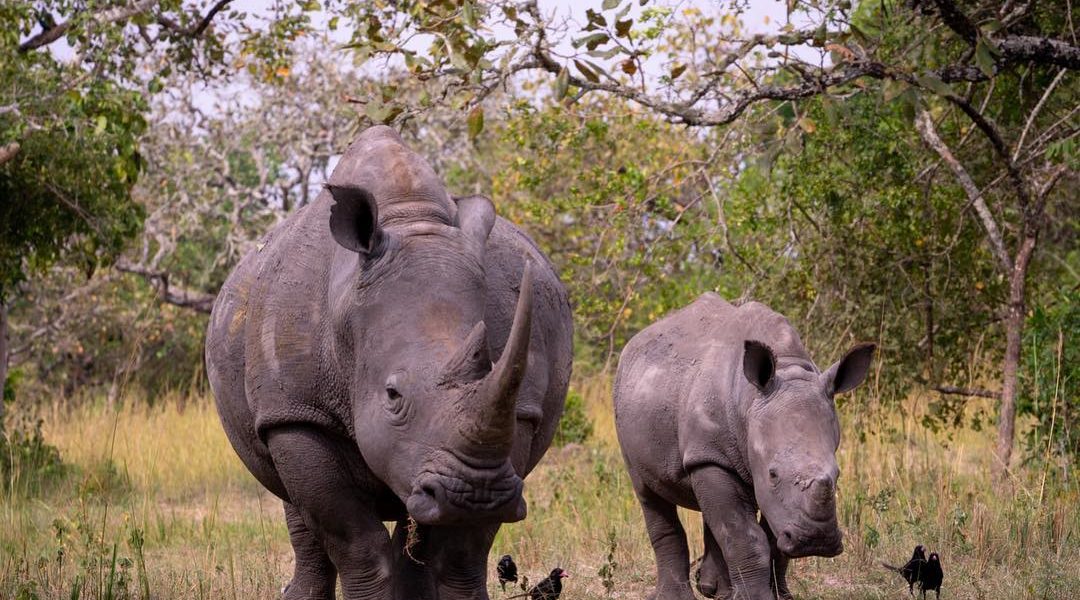Ziwa Rhino Sanctuary to your itinerary and track these magnificent animals on foot Photo by IG notjohntravis