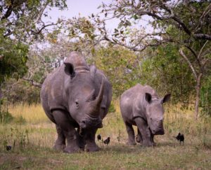 Ziwa Rhino Sanctuary to your itinerary and track these magnificent animals on foot Photo by IG notjohntravis