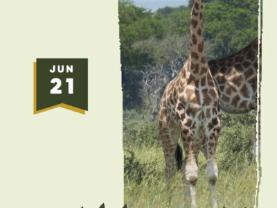 Uganda Conservation Foundation Celebrate World Giraffe Day on 21 June