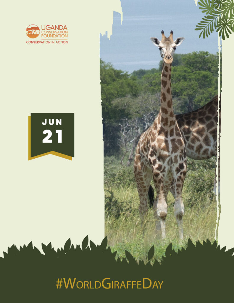 Uganda Conservation Foundation Celebrate World Giraffe Day on 21 June