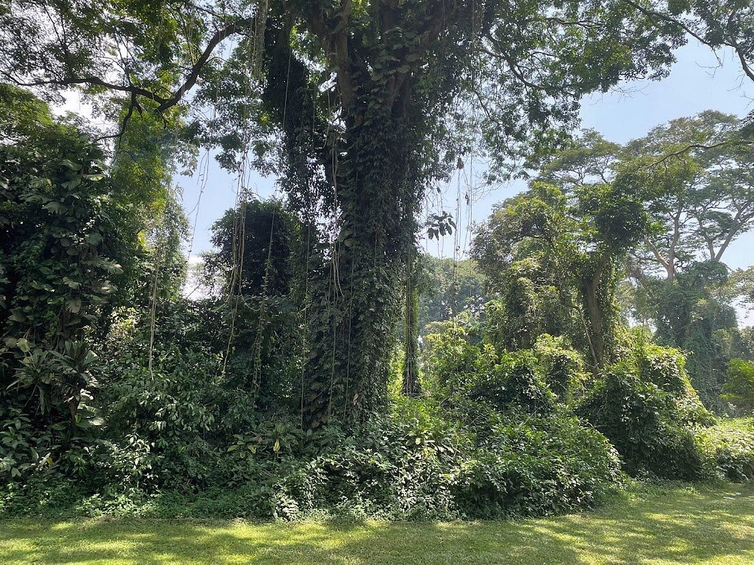 National Botanical Garden Entebbe Photo Entebbe Forest Garuga Lodge Entebbe Uganda Kampala central region