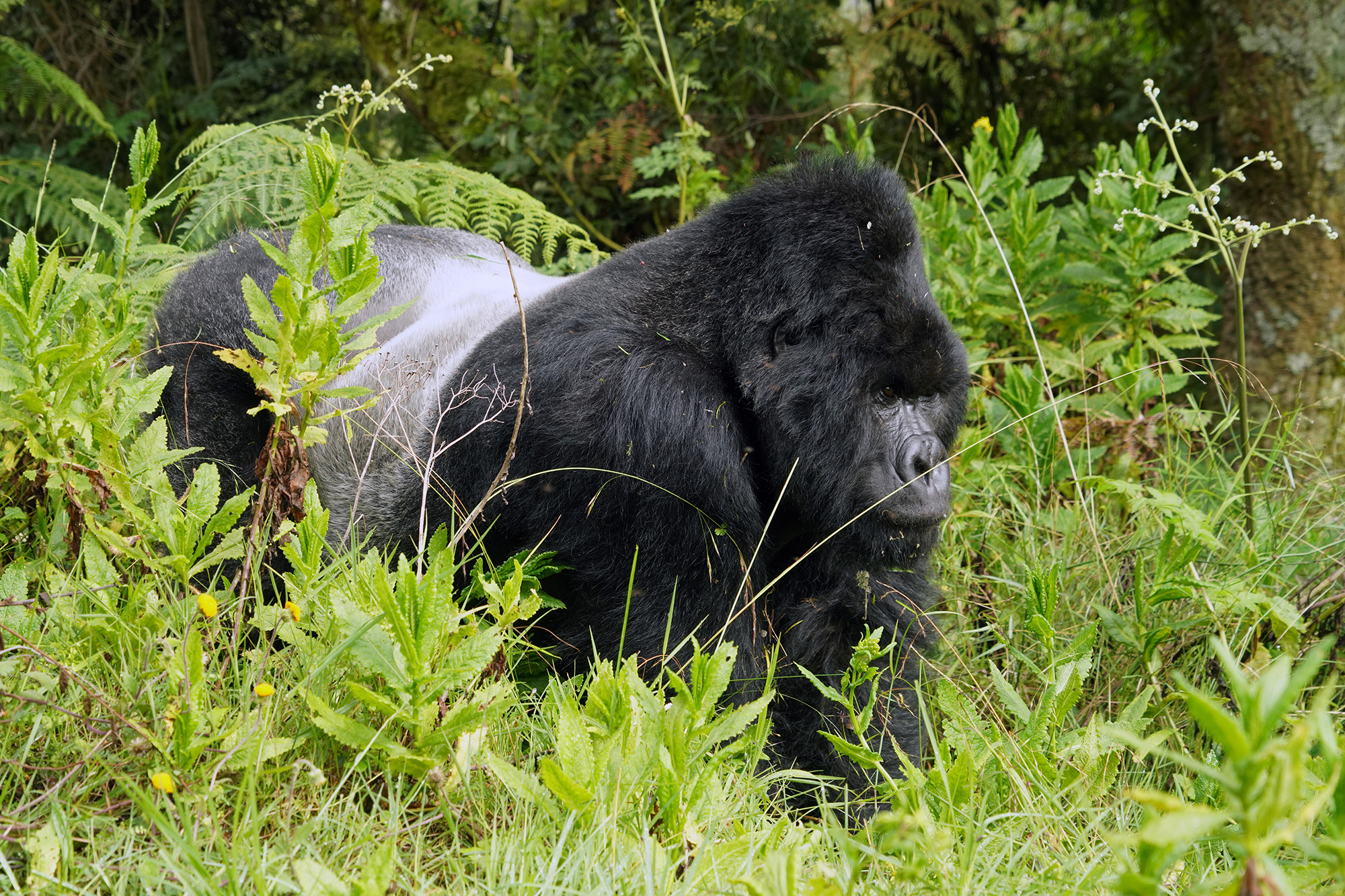 Gorilla photo Lake Mulehe Safari Lodge Uganda Western Region