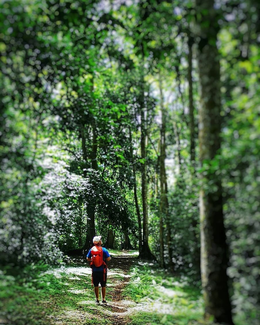 Visitor on day forest walking tour in Mpanga Forest Reserve in Mpigi Photography by Natgeo Uganda