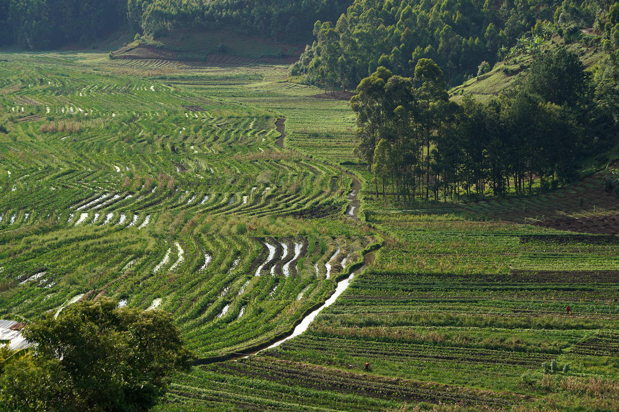 Rice growing photo Lake Mulehe Safari Lodge Uganda Western Region