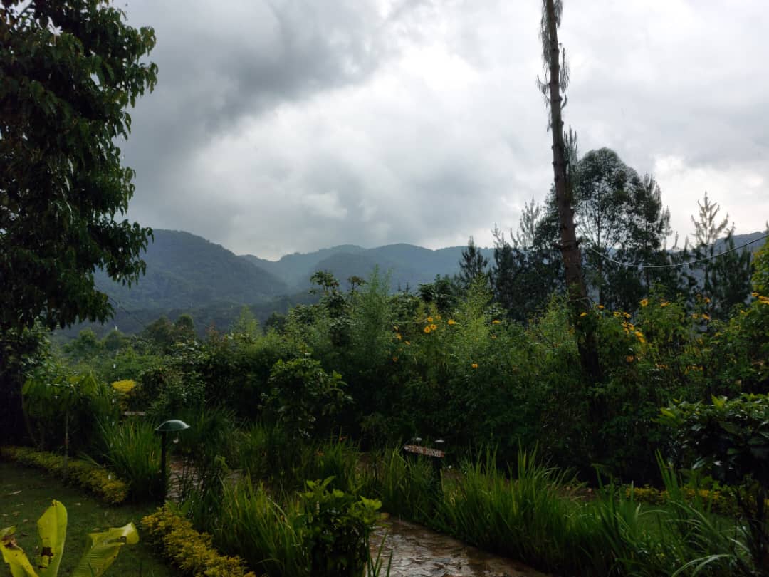 Nature photo Ichumbi Gorilla Lodge, Kisoro Uganda