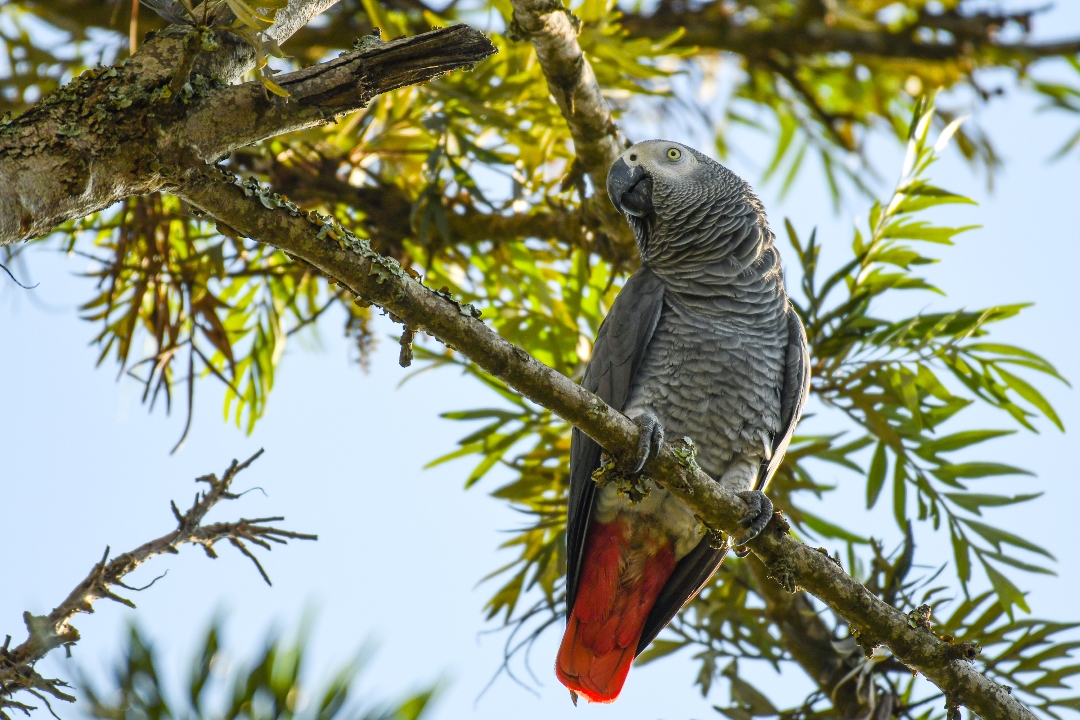 Bird watching Photo Karibu Guest House Entebbe - Guest Houses | Entebbe, Uganda Central Region