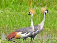 The Crested Cranes in Murchision Falls National Park | National Parks, Western Region