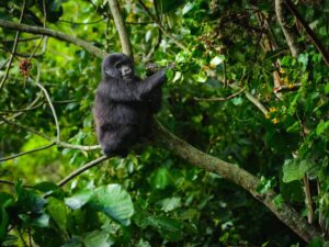 A photograph of a young gorilla seated on a tree branch captured during gorilla trekking tour in Bwindi Impenetrable Forest National Park in South-Western Uganda.