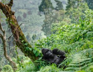 A photograph of an adult male gorilla captured during gorilla tracking in Bwindi Impenetrable Forest National Park in South-Western Uganda.