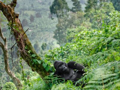 A photograph of an adult male gorilla captured during gorilla tracking in Bwindi Impenetrable Forest National Park in South-Western Uganda.