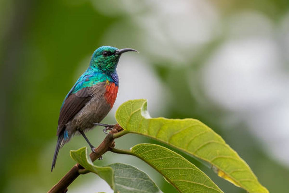 A photograph of a Northern double-collared sunbird captured during a birdwatching safari tour in Bwindi Impenetrable Forest National Park located in South - Western Uganda