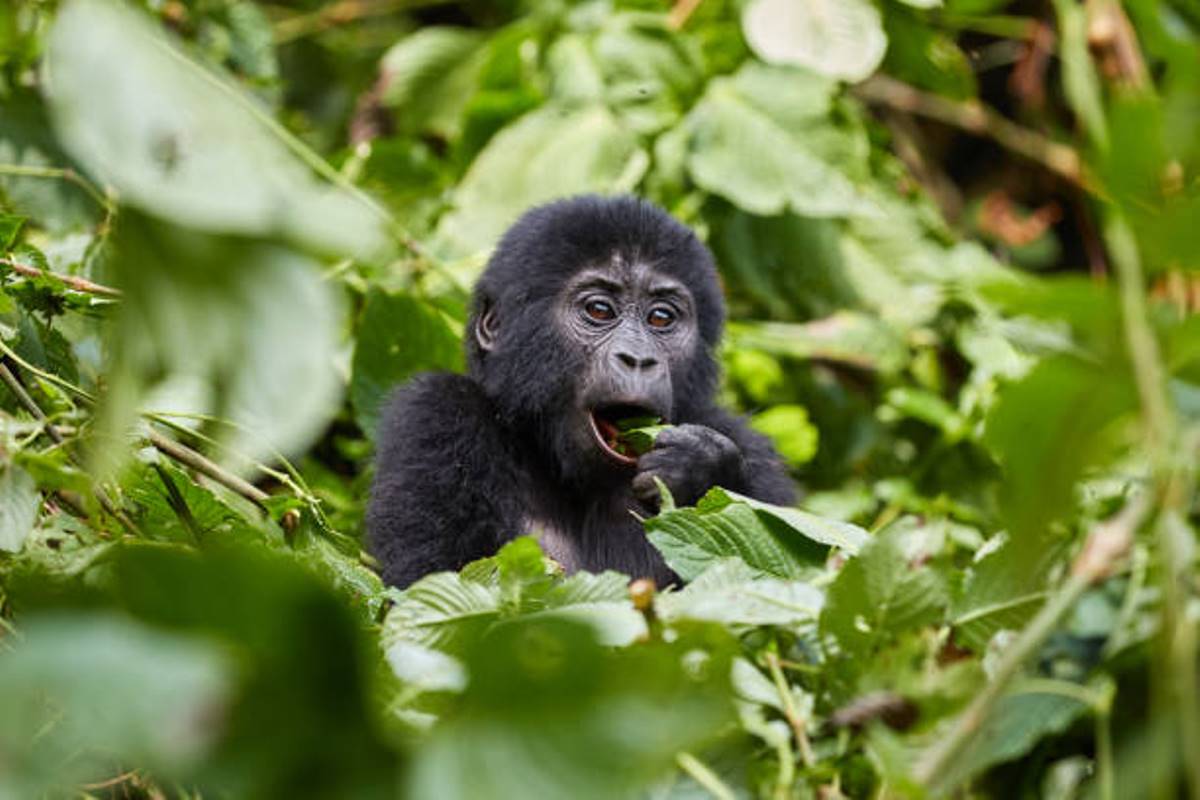 A photograph of a baby gorilla captured during gorilla trekking tour in Bwindi Impenetrable Forest National Park in South-Western Uganda.