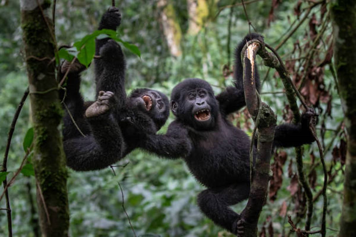 A photograph of a pair of baby gorillas captured during gorilla trekking tour in Bwindi Impenetrable Forest National Park in South-Western Uganda.