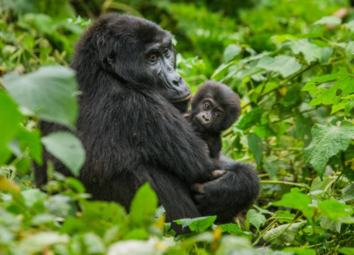 A photograph of an adult female mountain gorilla with its baby captured during a gorilla tracking tour in Bwindi Impenetrable Forest National Park located in South - Western Uganda