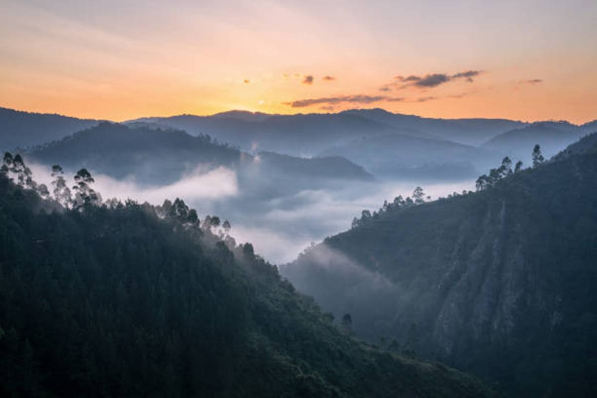 Panoramic image of Bwindi National Park early morning captured in Bwindi Impenetrable Forest National Park located in South - Western Uganda