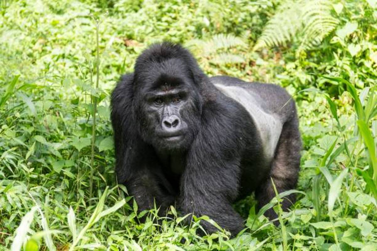 A photograph of an adult gorilla taken during a gorilla tracking tour in Bwindi impenetrable Forest National Park located in South-Western Uganda