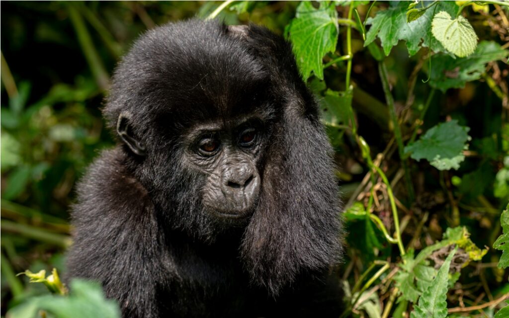 Photograph of an infant captured during gorilla trekking tour in Bwindi Impenetrable Forest National Park in South-Western Uganda