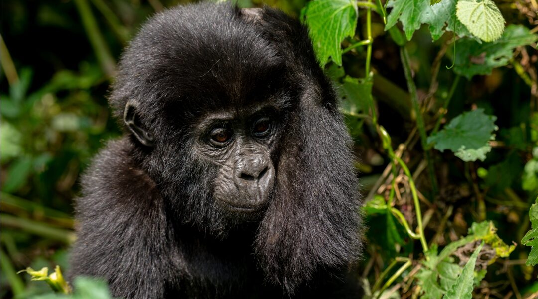 Photograph of an infant captured during gorilla trekking tour in Bwindi Impenetrable Forest National Park in South-Western Uganda