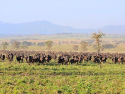 Cape Buffalo Herd Photographed in Kidepo Valley National Park Uganda