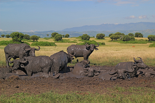 A Heard of Buffalos in Queen Elezabeth National Park | National Parks, Western Region of Uganda