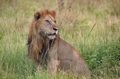 A lION in Queen Elezabeth National Park | National Parks, Western Region of Uganda
